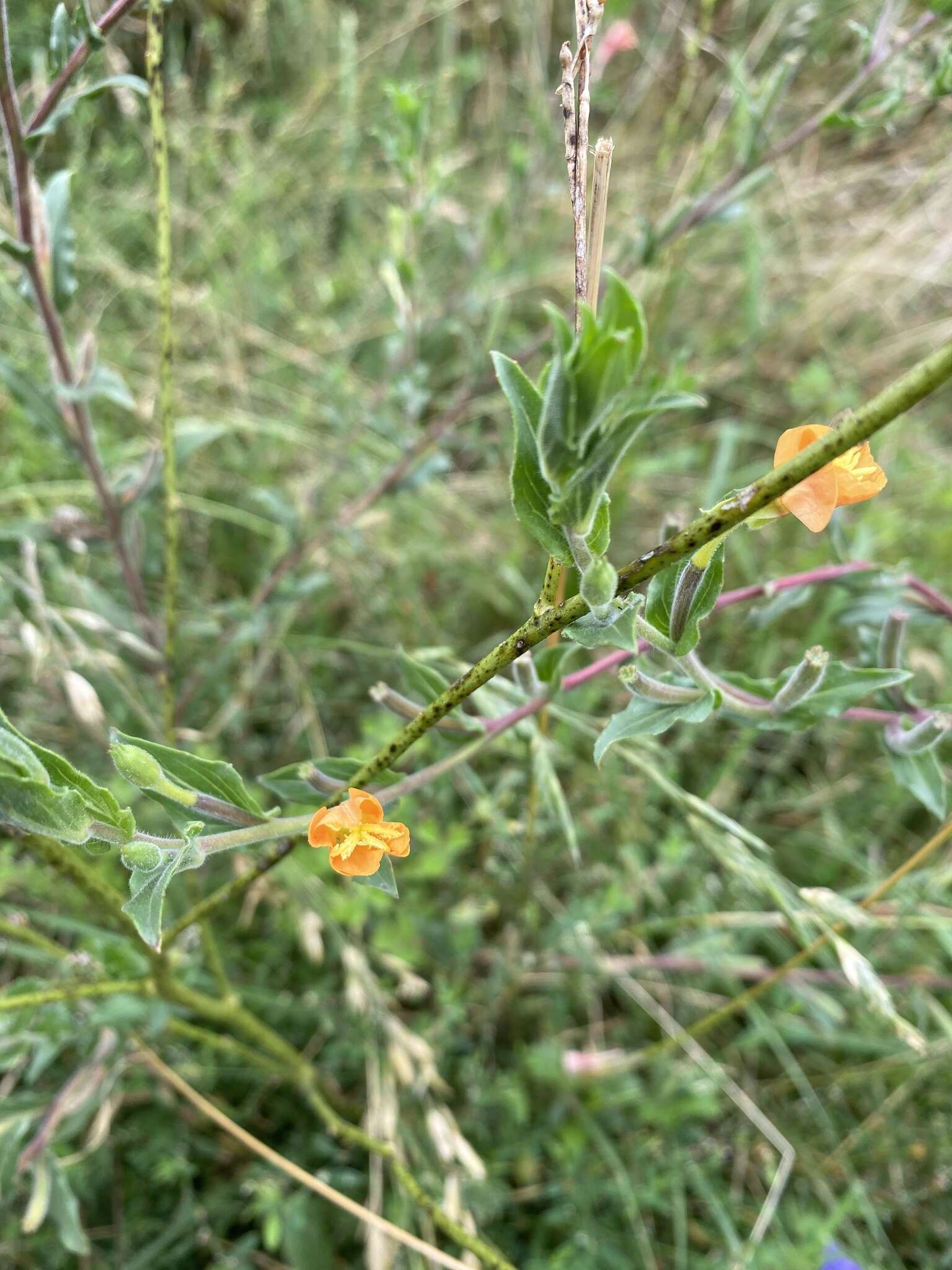 Plancia ëd Oenothera indecora Camb.