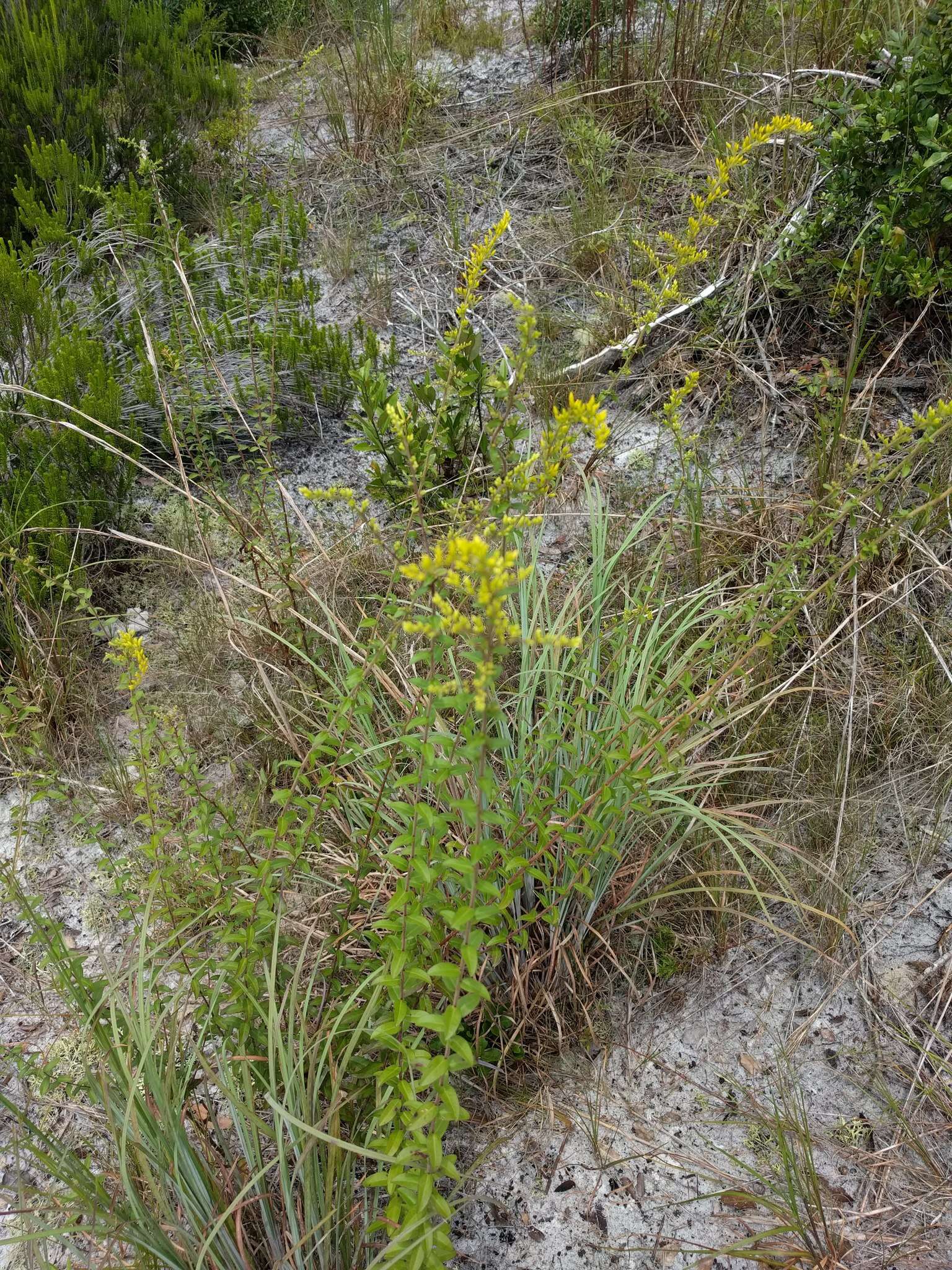 Image de Solidago odora subsp. chapmanii (A. Gray) Semple