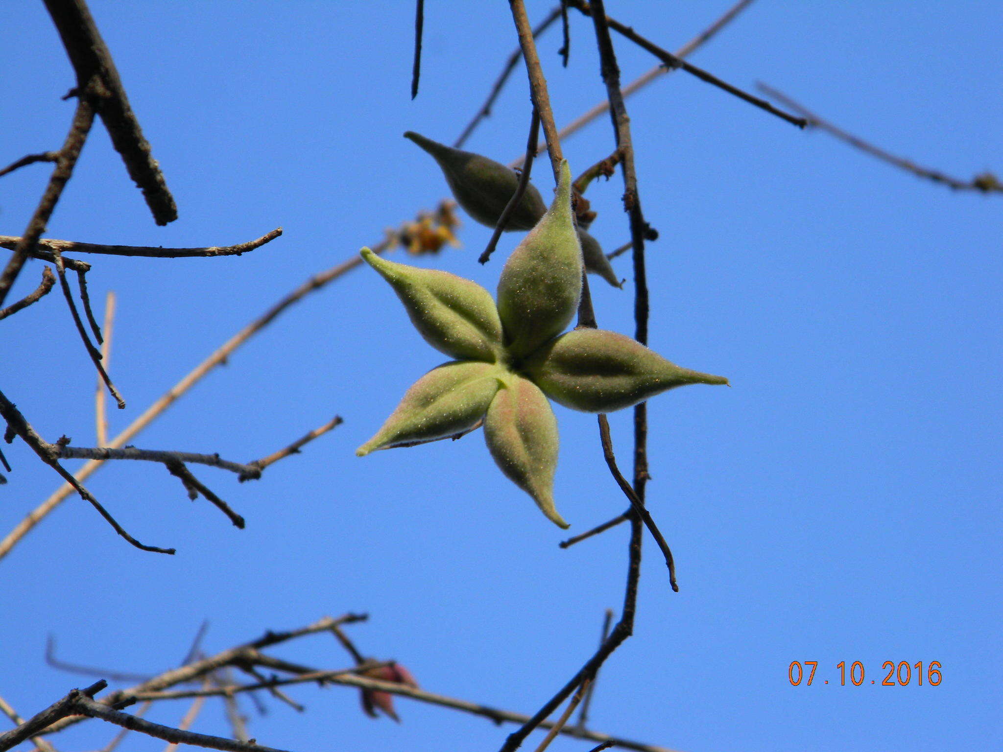 Image of Small-leaved star-chestnut