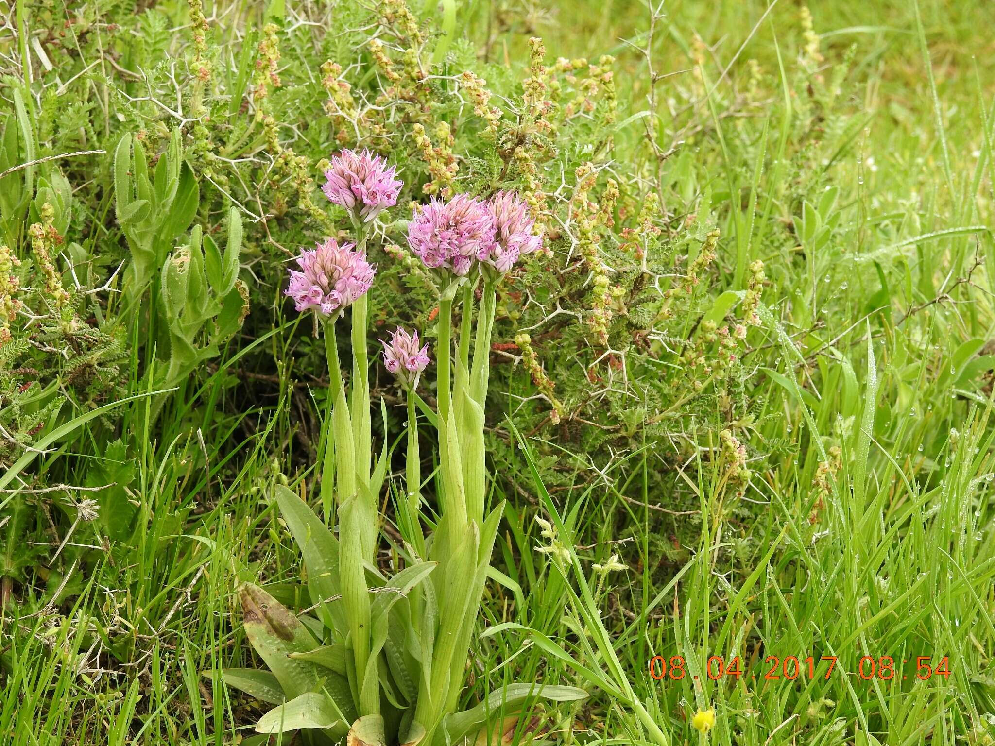 Image of Three-toothed orchid