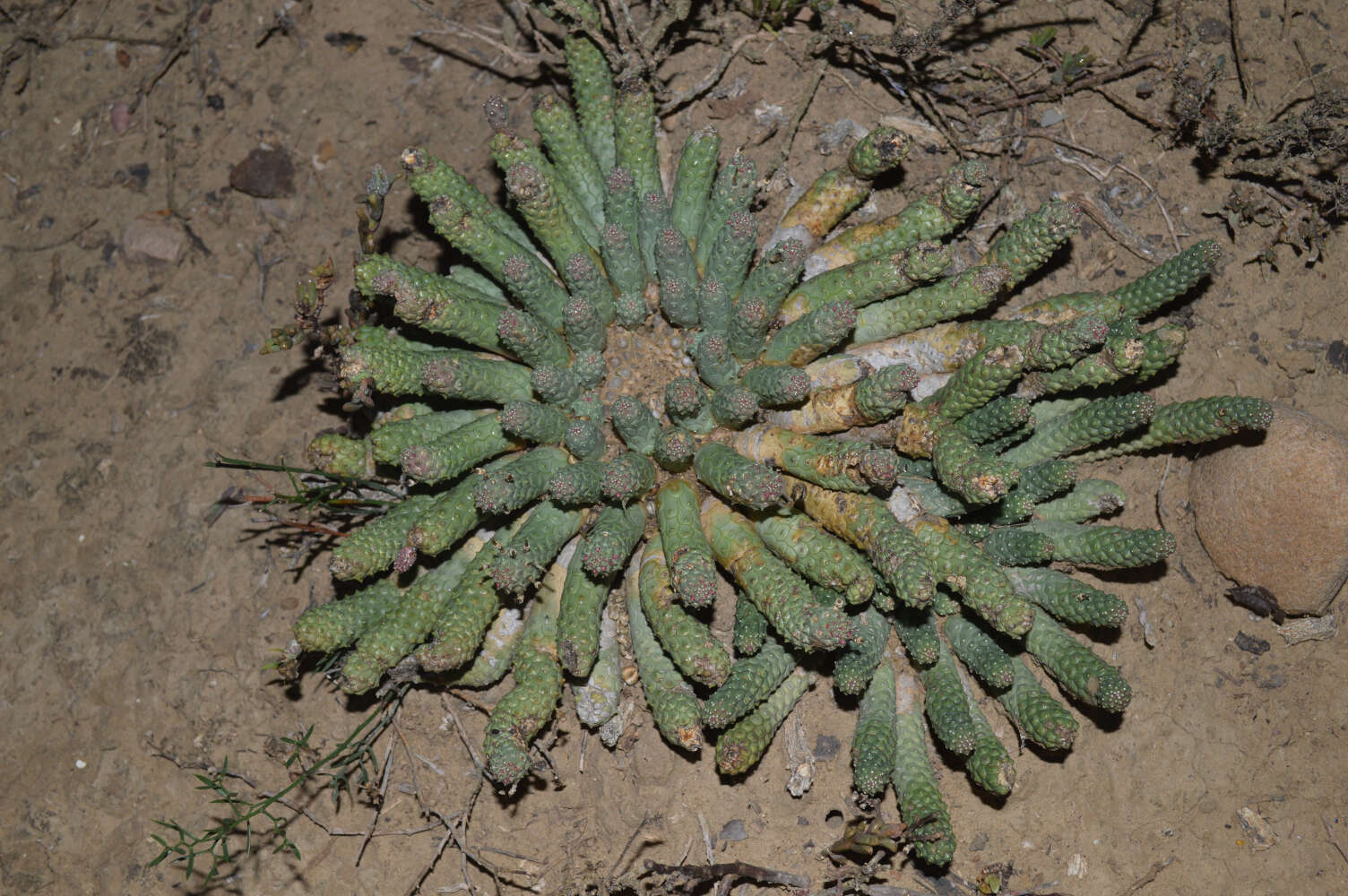 Euphorbia esculenta Marloth resmi