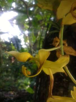 Cycnoches ventricosum Bateman的圖片