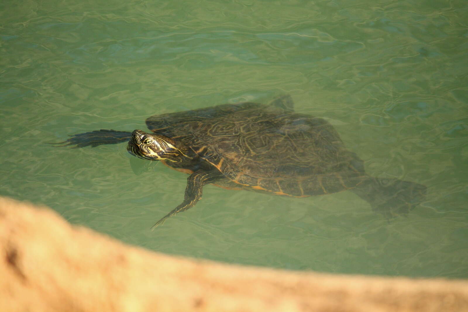 Image of Eastern River Cooter