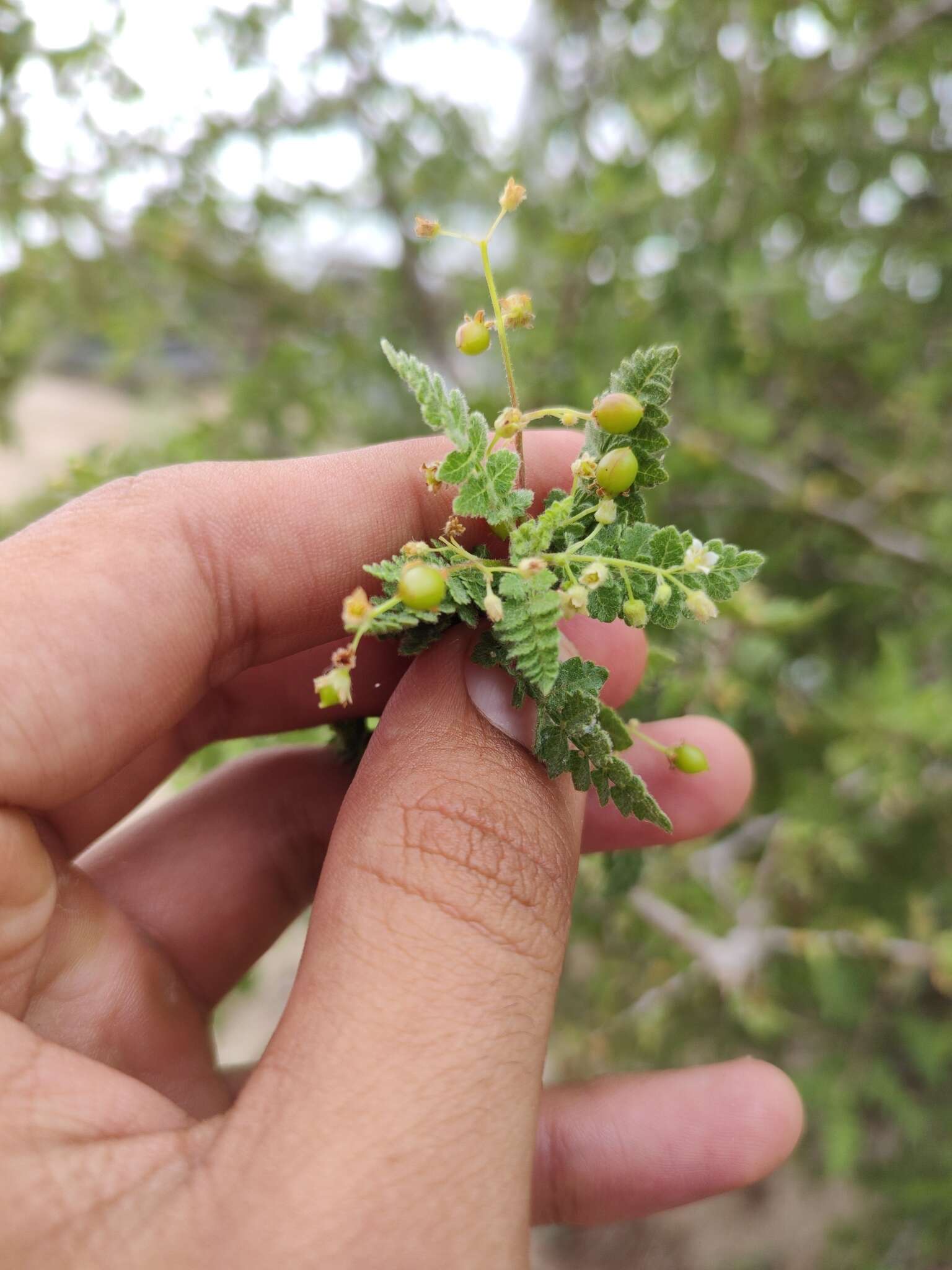 Image of Bursera filicifolia T. S. Brandegee