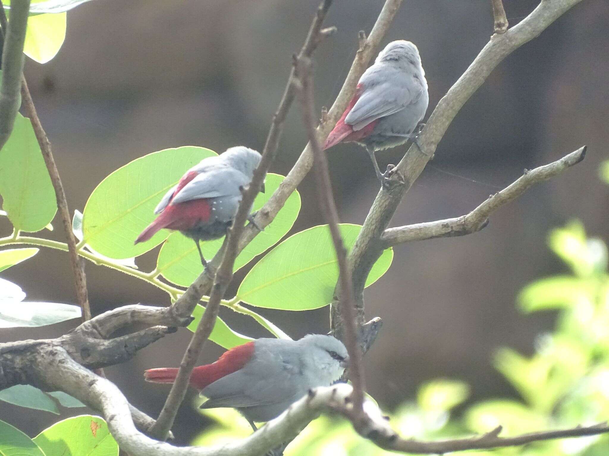 Image of Lavender Waxbill