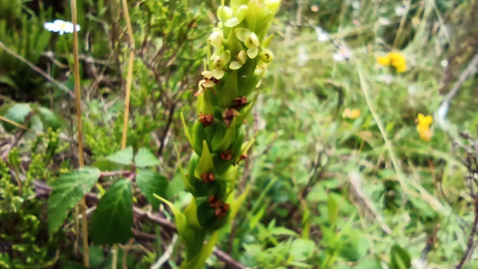 Imagem de Platanthera pollostantha R. M. Bateman & M. Moura