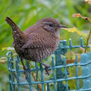 Image of Shetland Wren