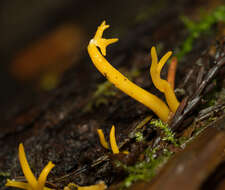 Image of Calocera viscosa (Pers.) Fr. 1821