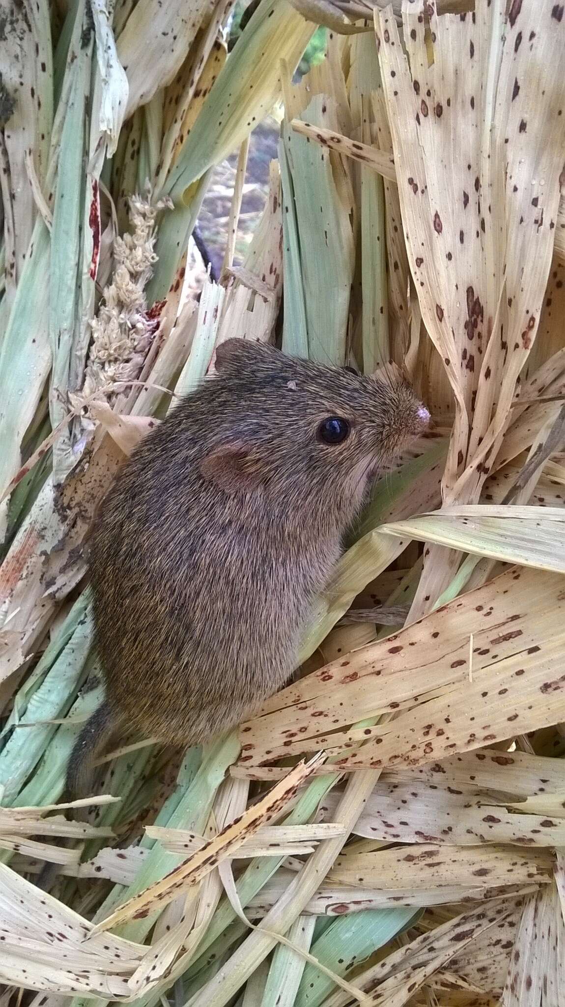 Image of Coffee Rat