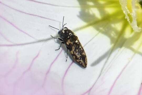 Image of Acmaeodera neglecta Fall 1899