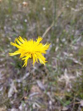 Image of Podolepis decipiens