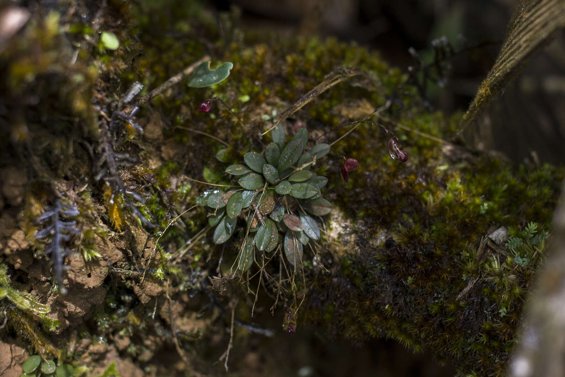 Image of Specklinia colombiana (Garay) Pridgeon & M. W. Chase