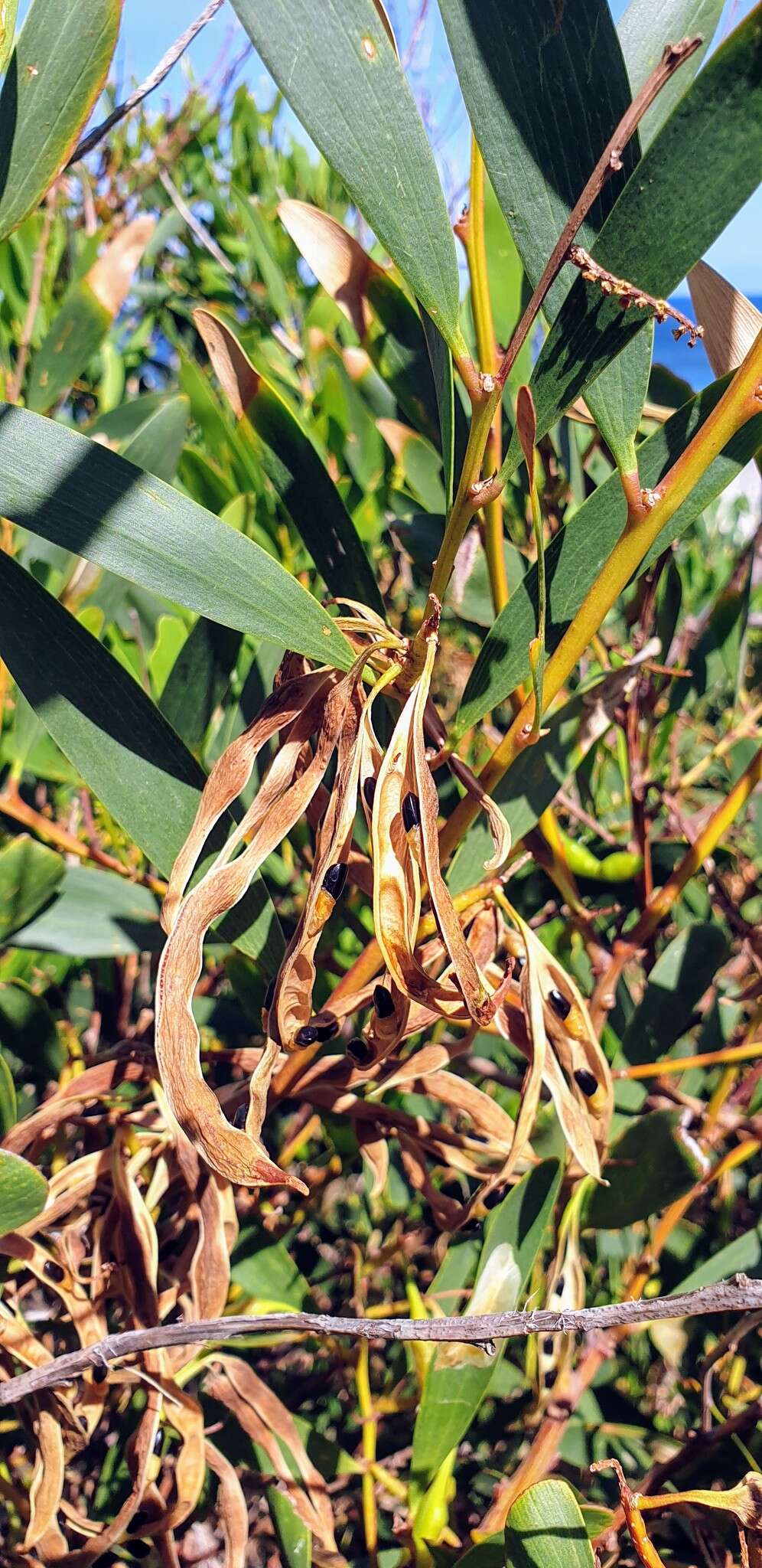 Imagem de Acacia longifolia subsp. sophorae (Labill.) Court