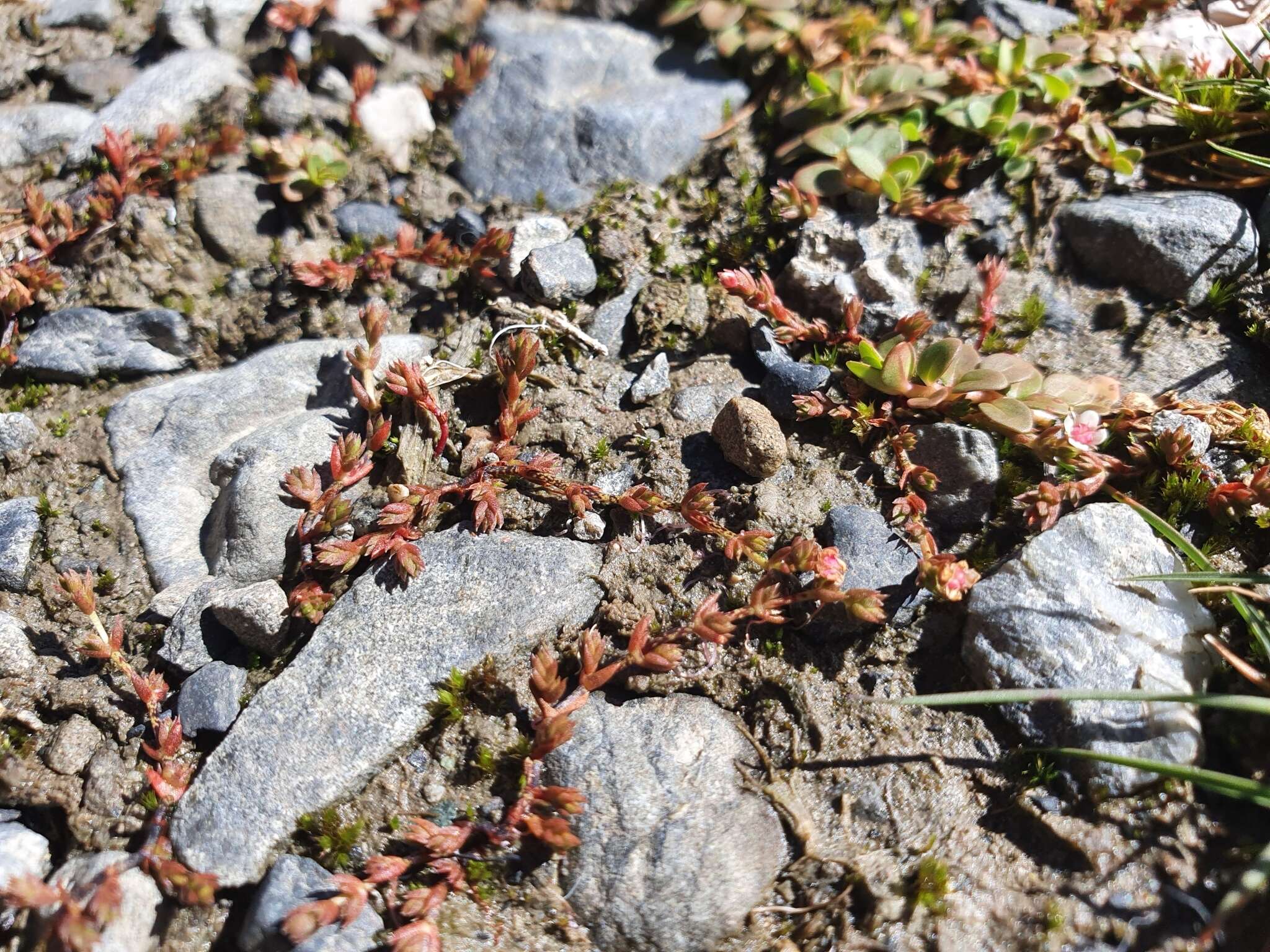 Sivun Crassula multicaulis (Petrie) A. P. Druce & D. R. Given kuva