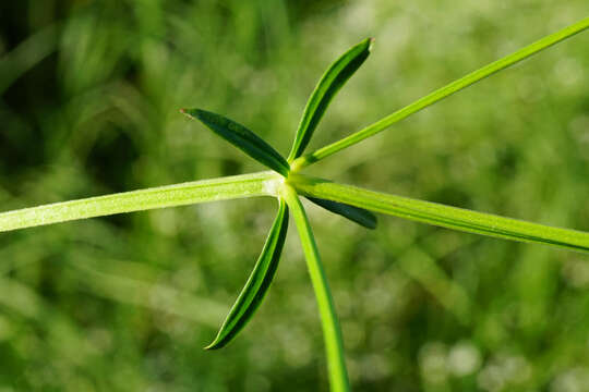 Image of Galium elongatum C. Presl