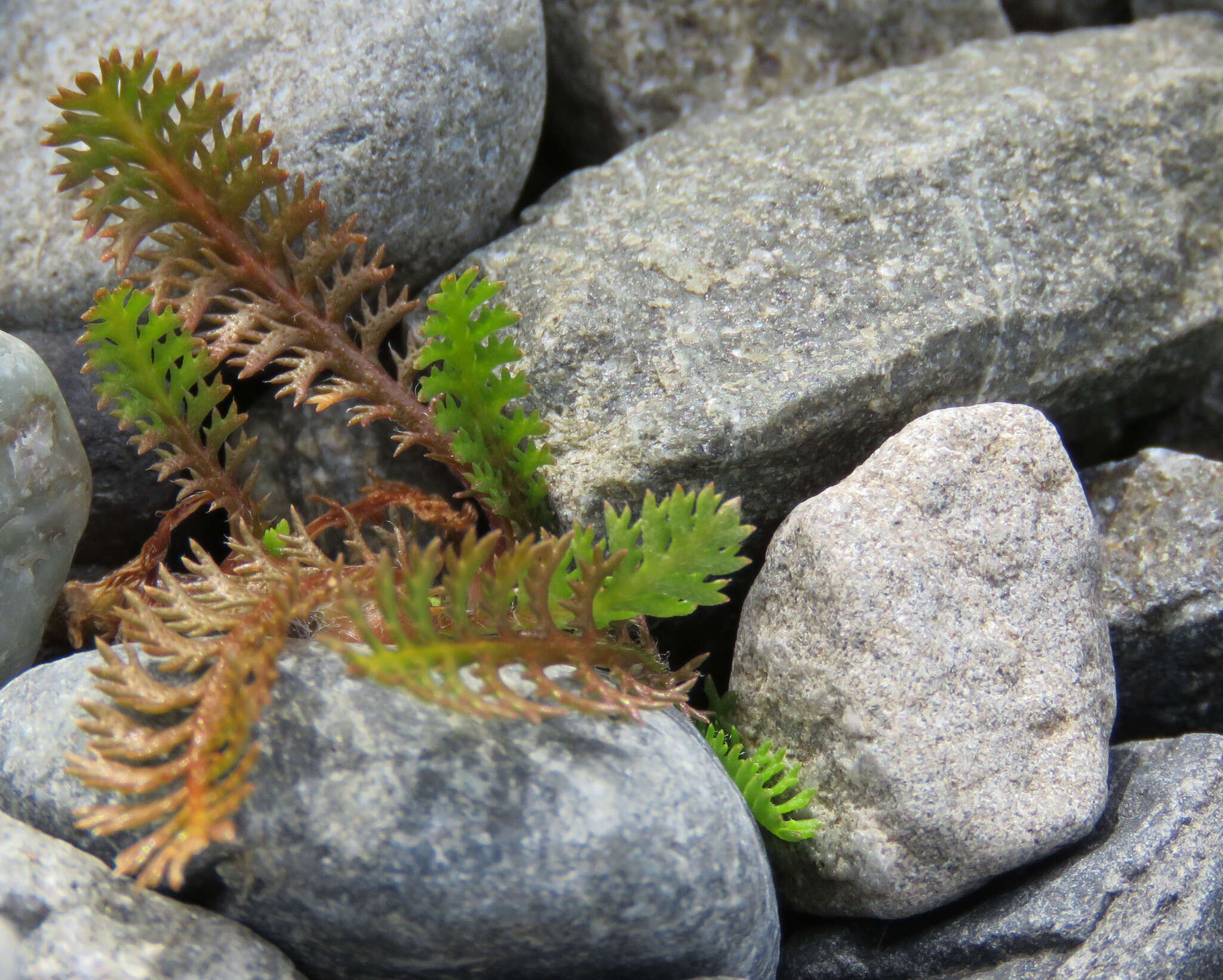 صورة Leptinella squalida subsp. mediana (D. Lloyd) D. G. Lloyd & C. J. Webb