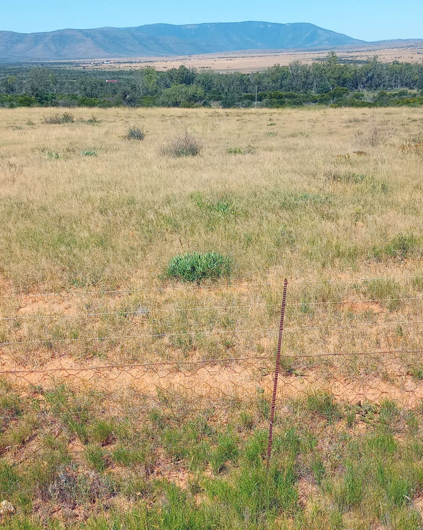 Image of Fence Aloe