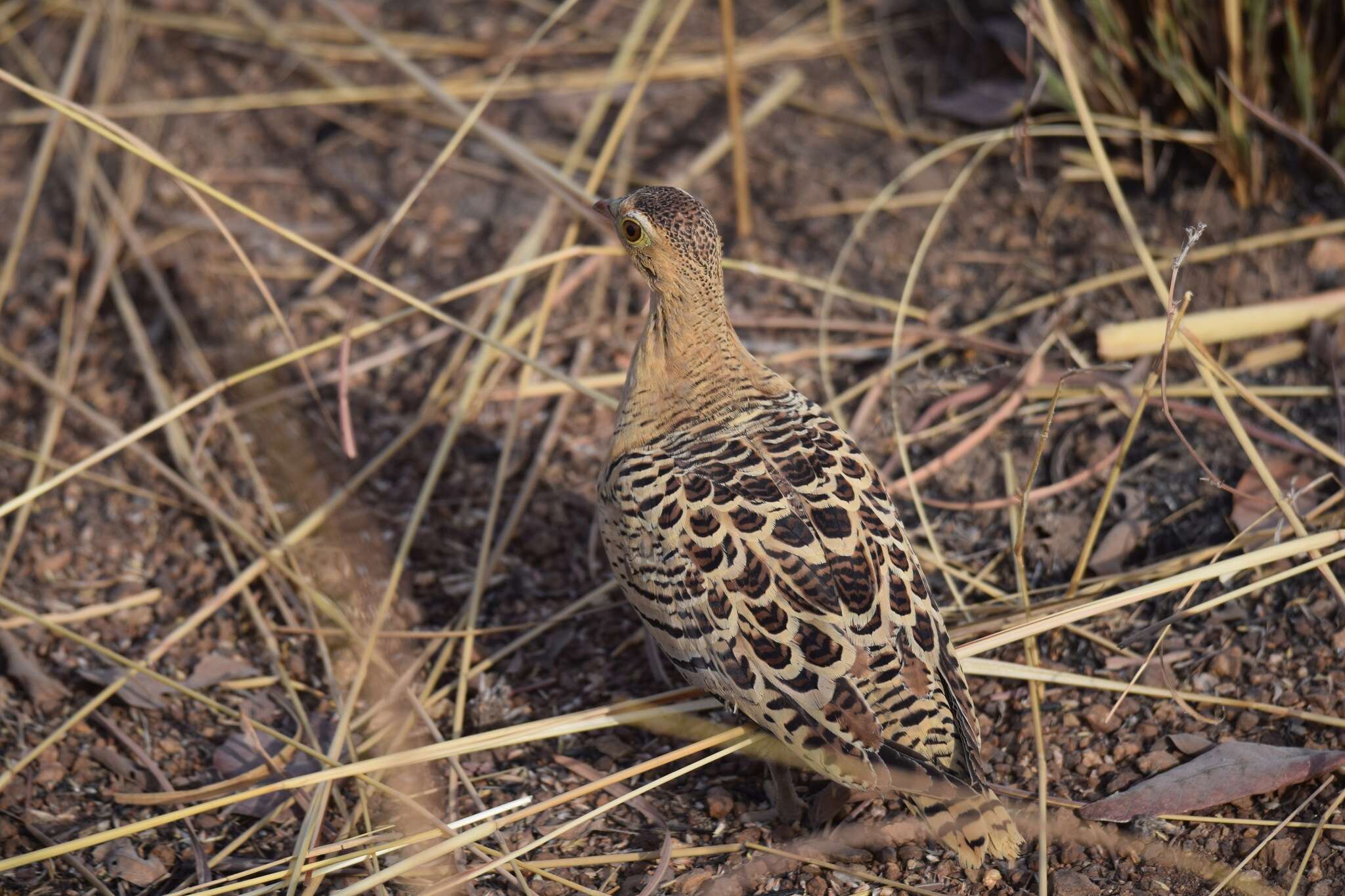 Pterocles quadricinctus Temminck 1815 resmi