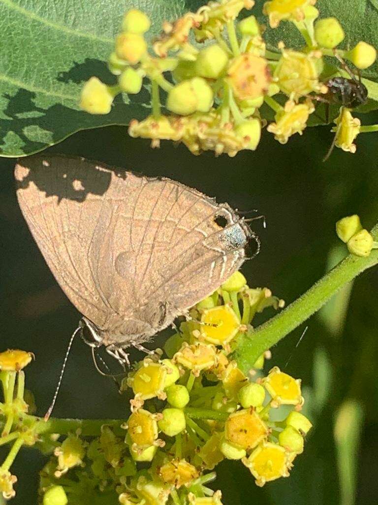 Sivun Rapala manea schistacea kuva