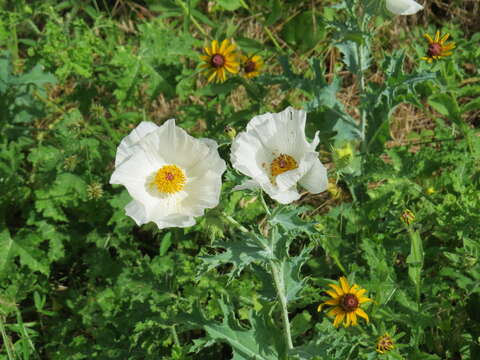 Image of bluestem pricklypoppy