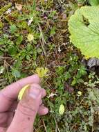 Image of Lapland poppy