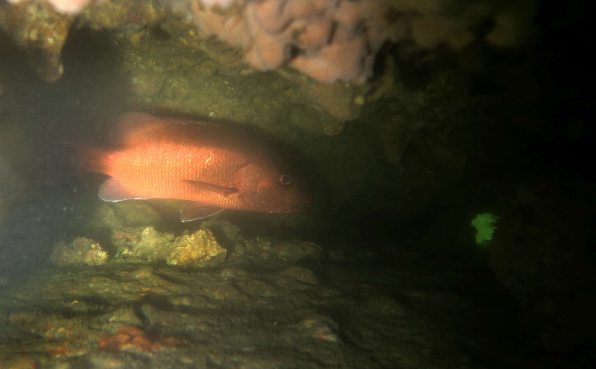 Image of African Brown Snapper