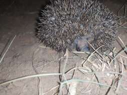 Image of Steppe Hedgehogs