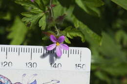 Image of Geranium purpureum Vill.