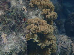 Image of Branched Sandpaper Coral