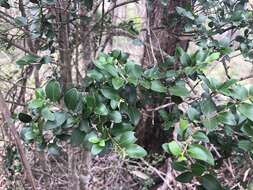 Image of Psydrax odorata subsp. buxifolia (Benth.) S. T. Reynolds