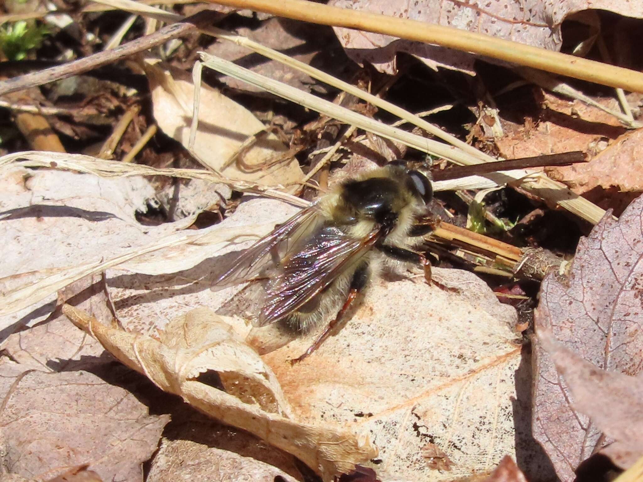 Image de Criorhina verbosa (Walker 1849)