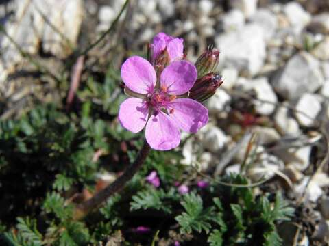 Image of Erodium acaule (L.) Becherer & Thell.