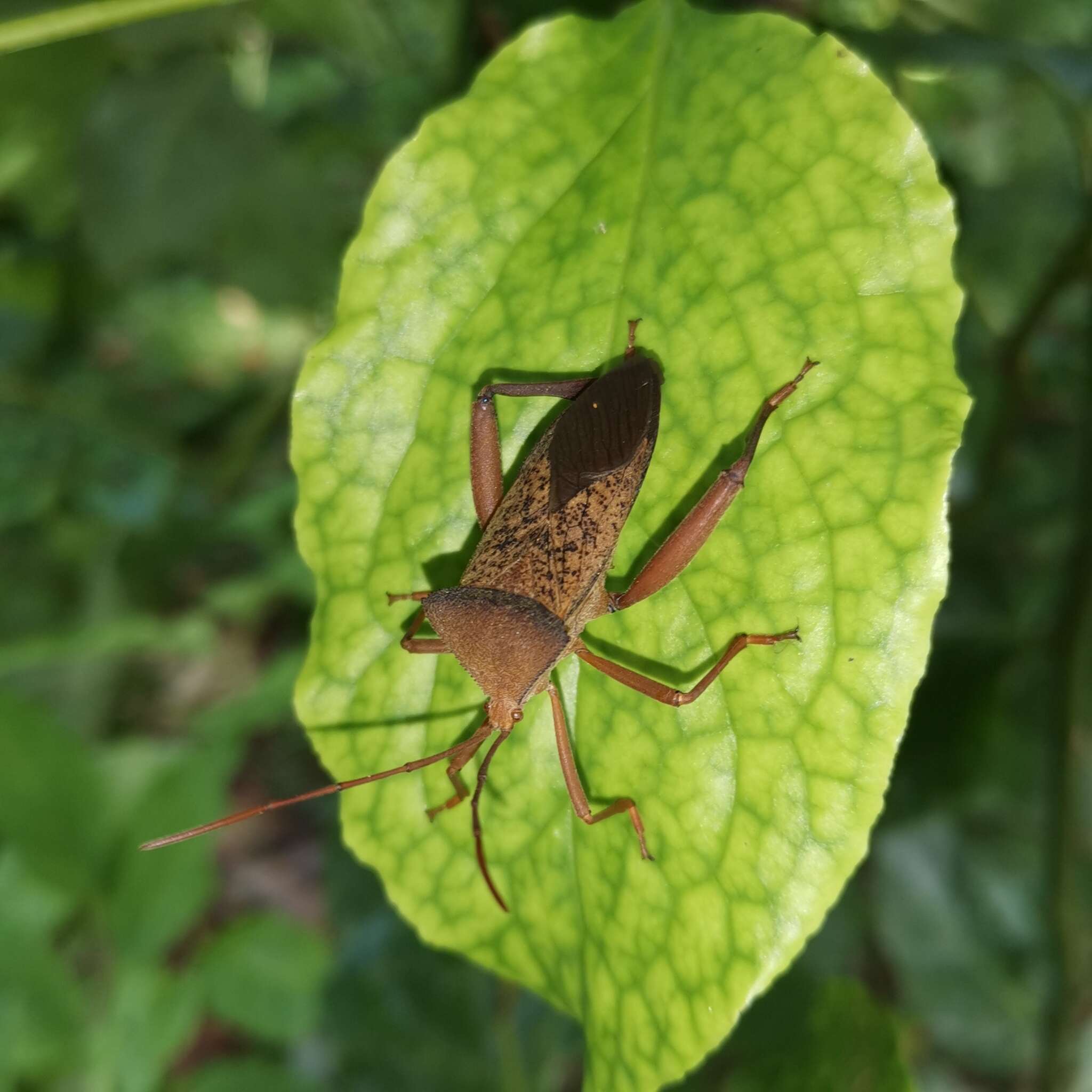 Image of Aspilosterna valida (Hsiao 1963)