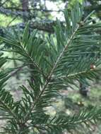 Image of Hinggan Fir