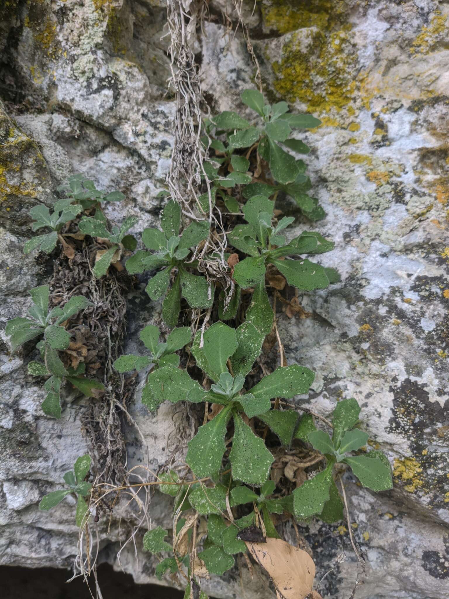 Image of Gray rockcress