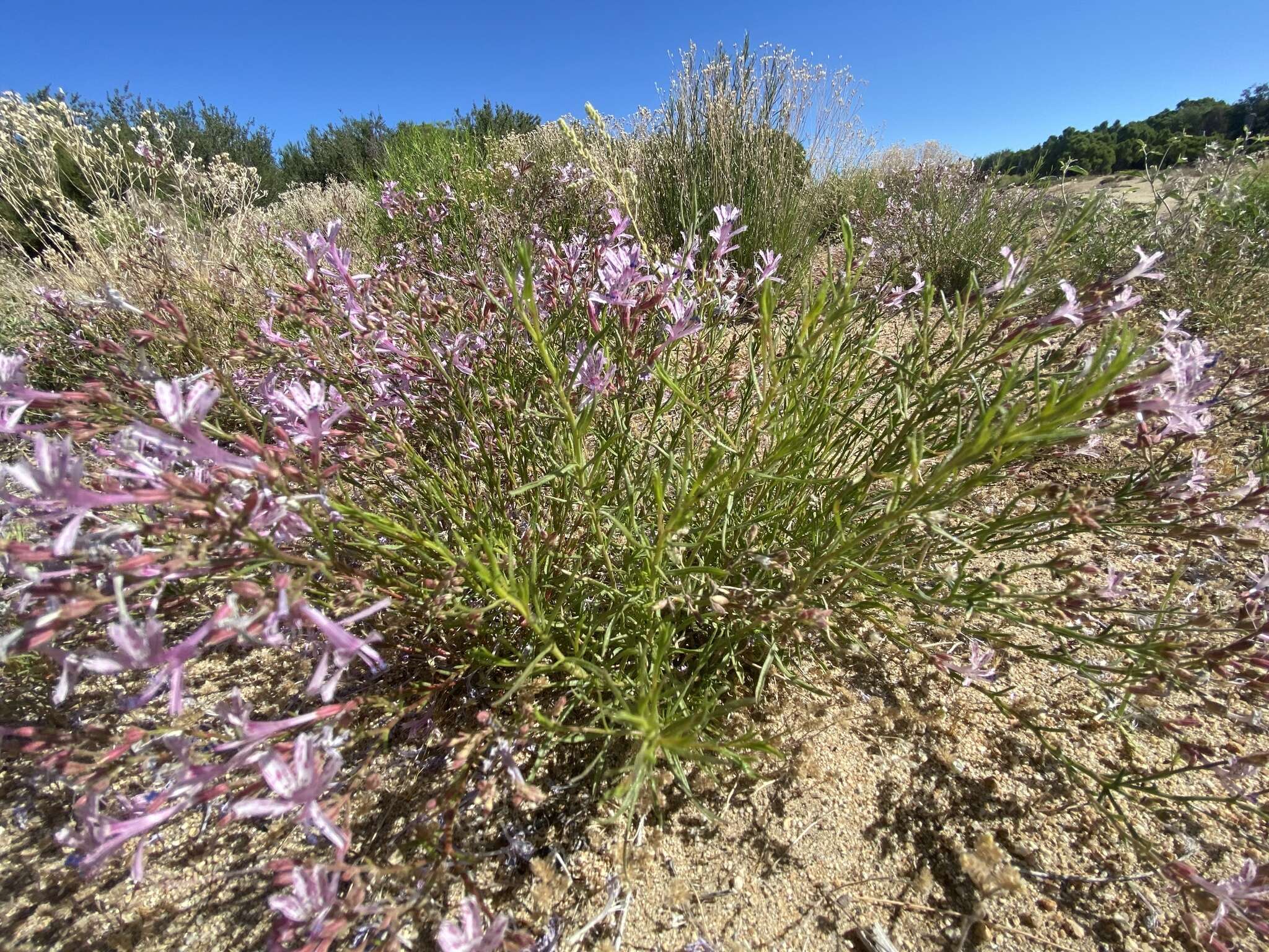 Plancia ëd Ipomopsis guttata (A. Gray) R. Moran