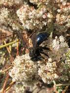 Imagem de Xylocopa californica diamesa Hurd 1954