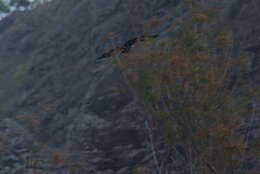 Image of Marquesan Imperial Pigeon