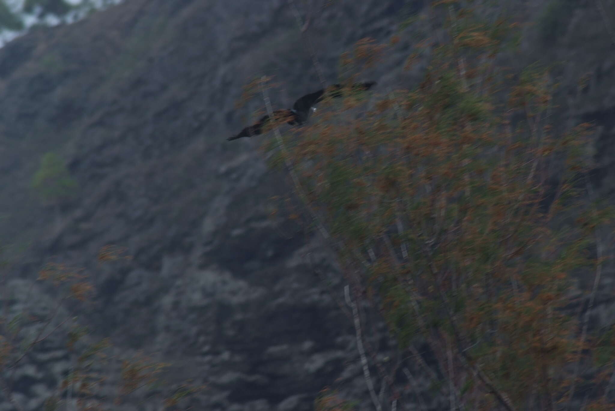 Image of Marquesan Imperial Pigeon