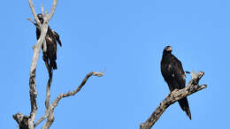 Image of Wedge-tailed Eagle