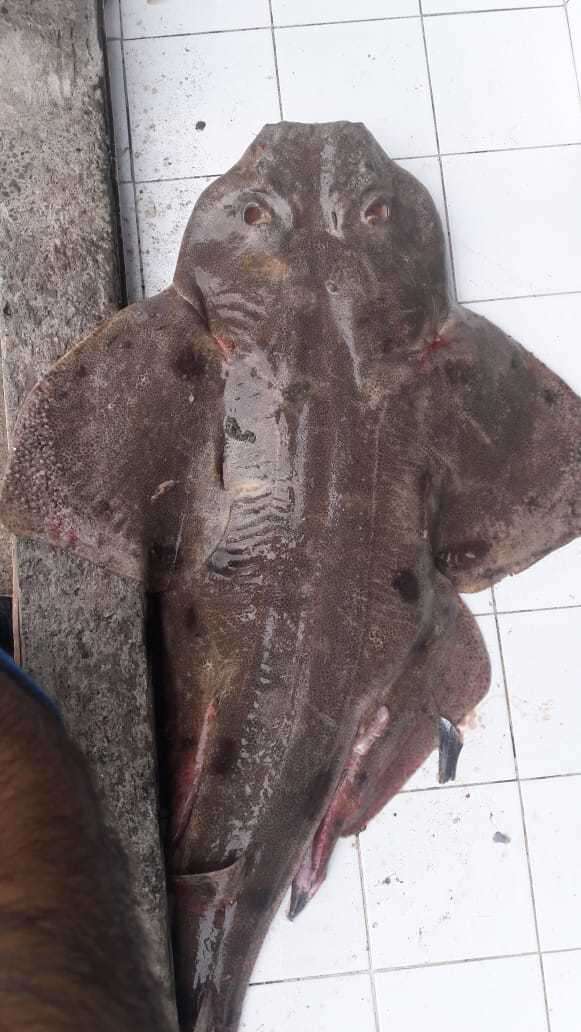 Image of Chilean Angel Shark