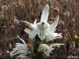 Plancia ëd Chloraea piquichen (Lam.) Lindl.