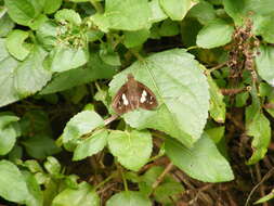 Image of Notocrypta curvifascia Felder & Felder 1862