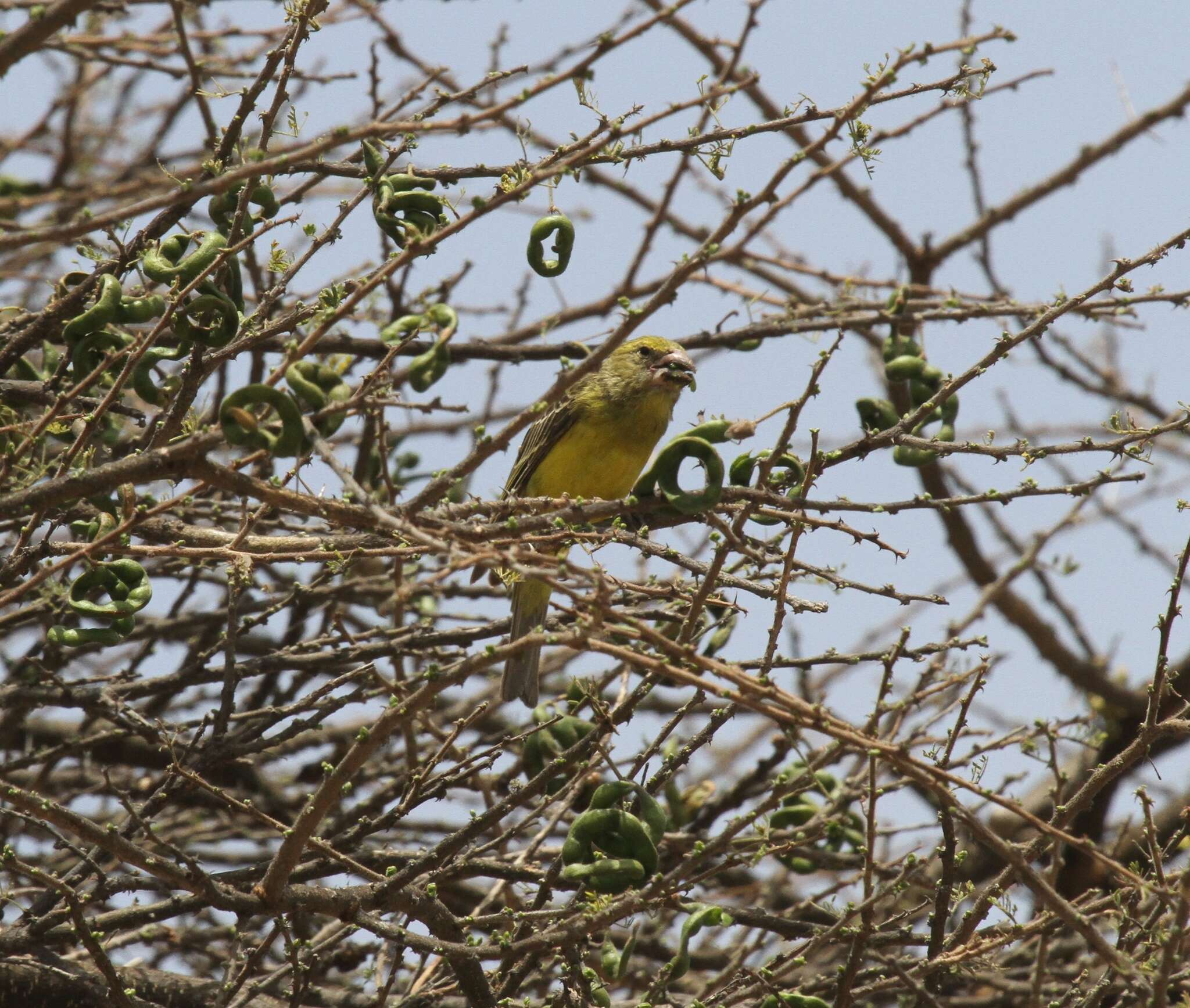 Image of Southern Grosbeak-Canary