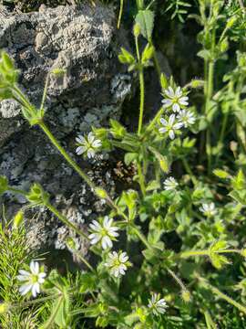 صورة Cerastium brachypetalum Desf. ex Pers.