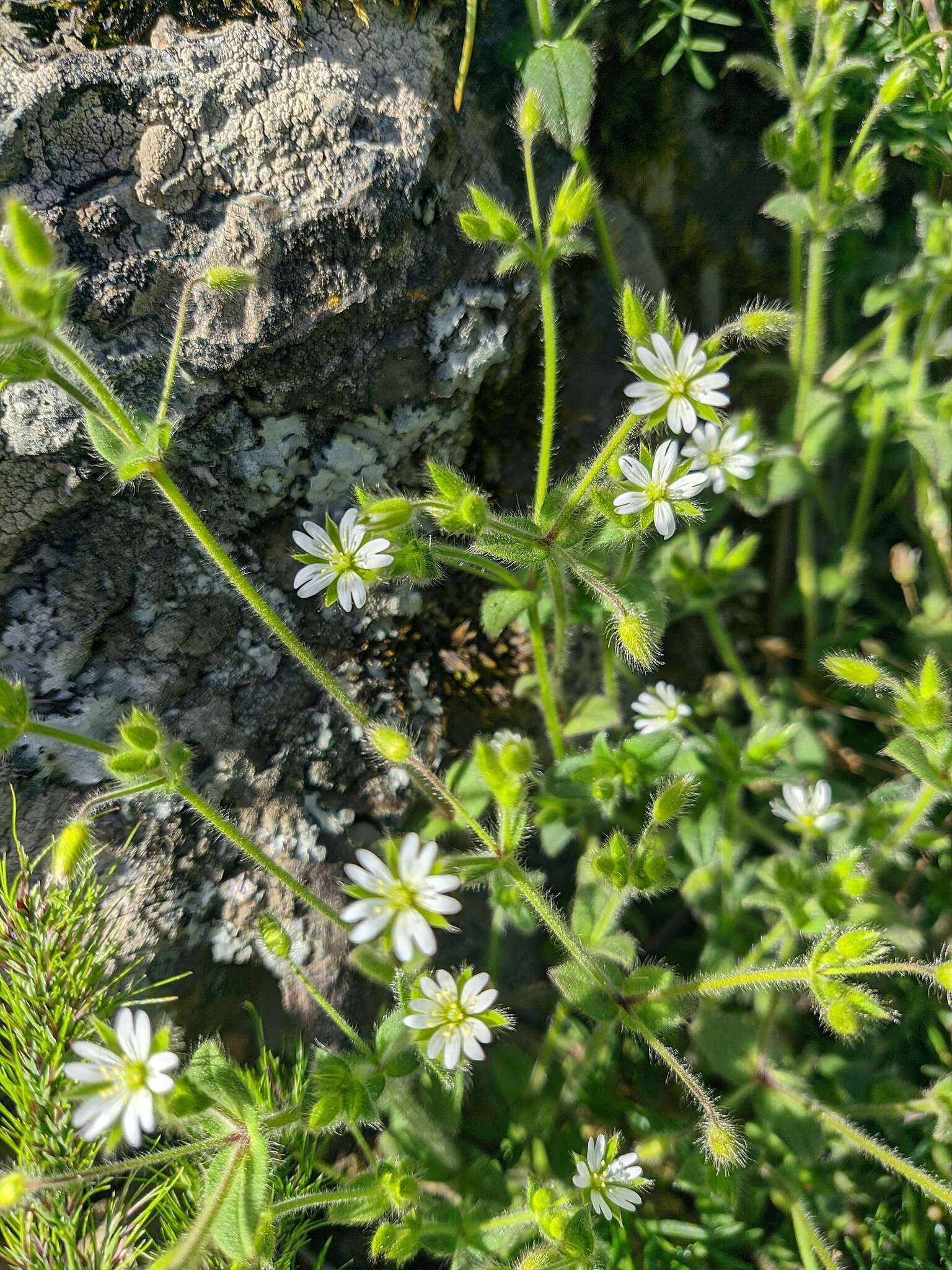 صورة Cerastium brachypetalum Desf. ex Pers.