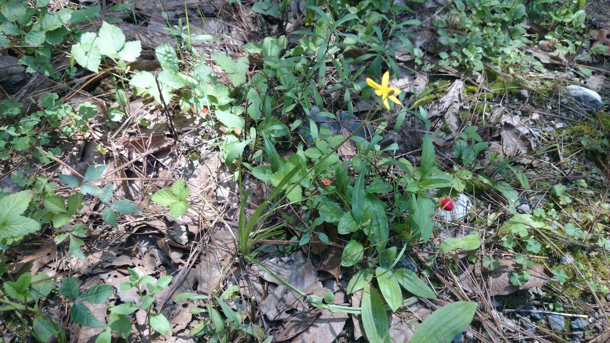 Image of Hypoxis pulchella G. L. Nesom