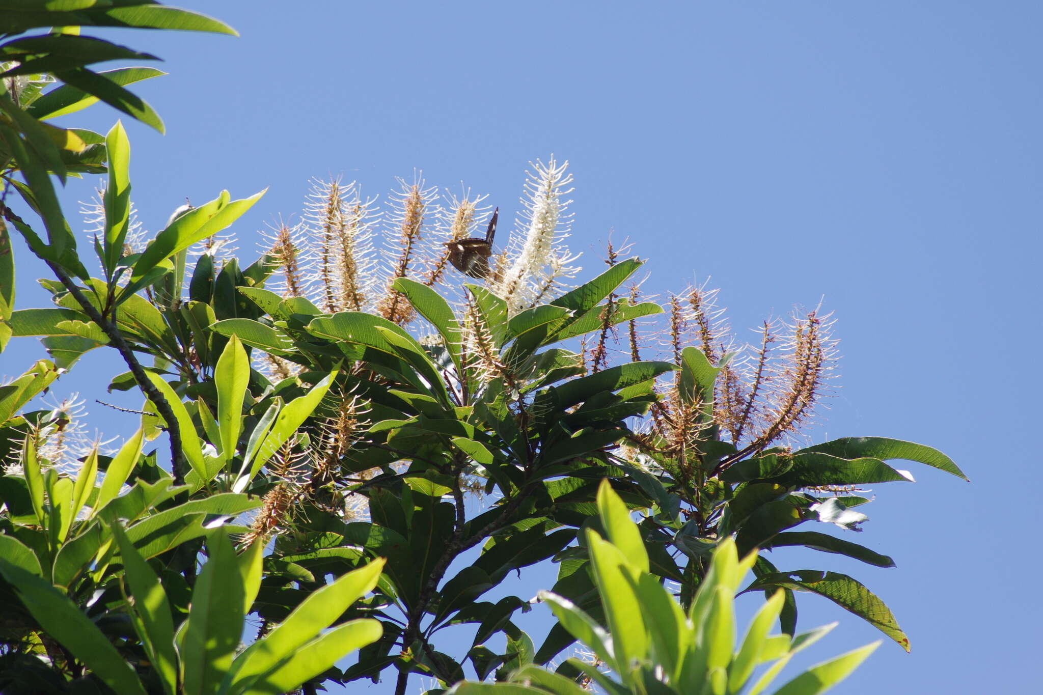 Image of Darlingia darlingiana (F. Müll.) L. A. S. Johnson