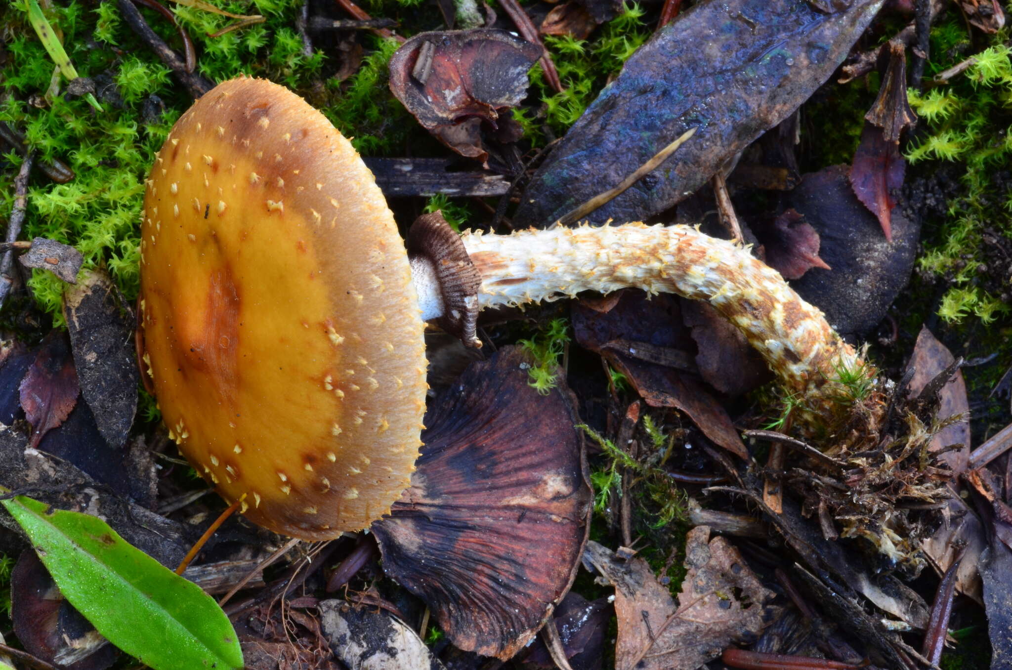 Image of Leratiomyces squamosus (Pers.) Bridge & Spooner 2008