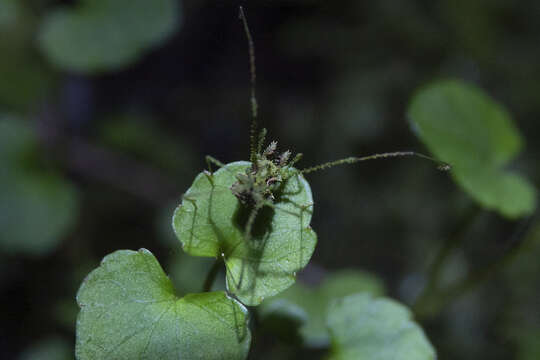 Image of Algidia viridata bicolor Forster 1954